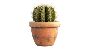 schattig cactus Aan transparant achtergrond png