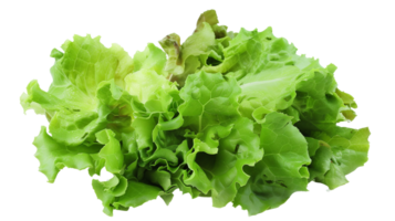 Grüner Salat Frische auf transparent Hintergrund png