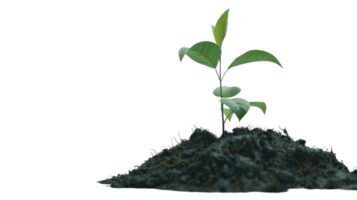 Young green plant in soil isolated on the transparent background, Format png