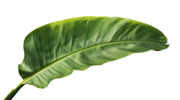 Banana leaf isolated on the transparent background, Format png