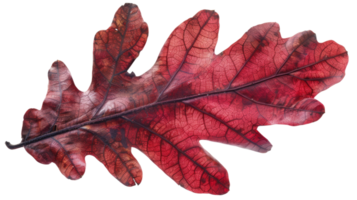 Beauty of Autumn Oak Foliage isolated on the transparent background, Format png