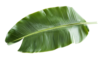 Beauty of Banana Leaf isolated on the transparent background, Format png