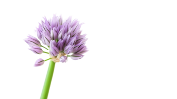 Chive Elegance on Transparent Background png