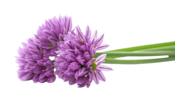 Capturing Chive Beauty on Transparent Background png