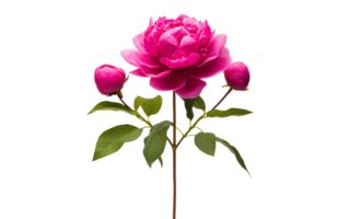 Magenta Peony On Transparent Background png