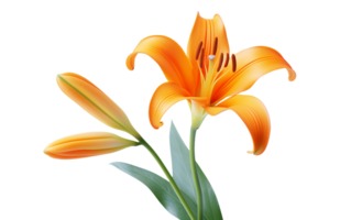 Radiance of an Orange Lily On Transparent Background png