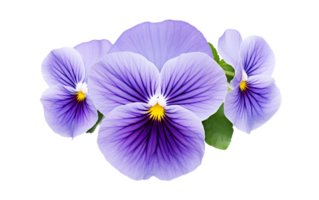 Vibrant Violet Pansy On Transparent Background png