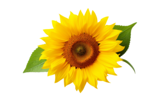 Elegance of a Yellow Sunflower On Transparent Background png