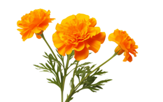 Brilliant Orange Marigold On Transparent Background png