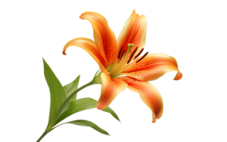 Blossoming Orange Lily On Transparent Background png