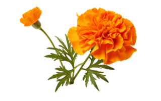 Orange Marigold On Transparent Background png