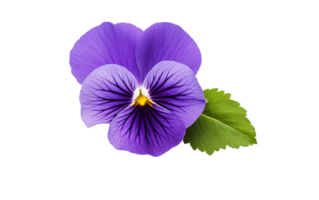 Violet Pansy Blooms on a Blank Canvas On Transparent Background png