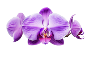 blommig elegans i elegant lila nyanser på transparent bakgrund png