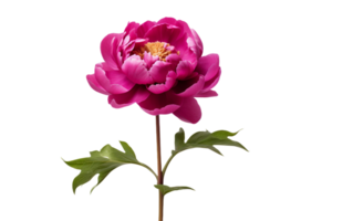 A Solo Peony Portrait On Transparent Background png