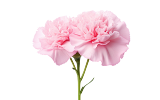 Pink Carnation Serenity On Transparent Background png