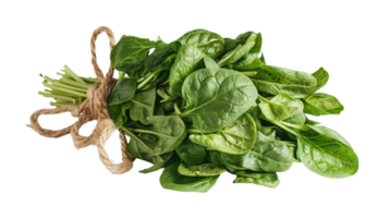 Bundle of fresh spinach, on transparent background, format png