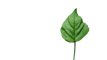 A Green Leaf Standing Alone, on transparent background, format png