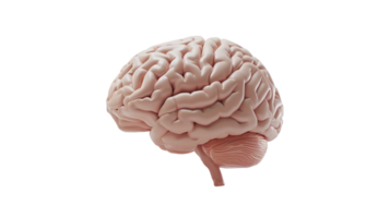 Brain's Side View on Transparent Background png