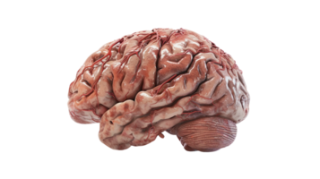 3d terreno de el cerebro en transparente antecedentes png