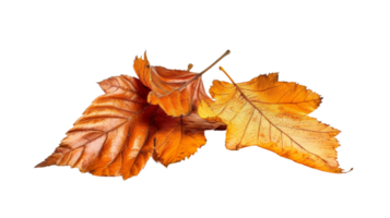 Fall Leaves, on transparent background, format png