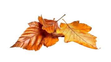 Fall Leaves, on transparent background, format png