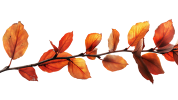 Branch with Vibrant Foliage, on transparent background, format png