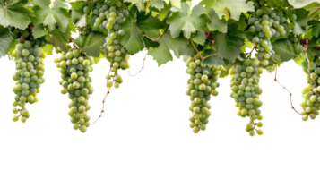 Wine Grapes, on transparent background, format png