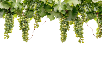 Wine Grapes, on transparent background, format png