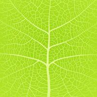 Leaf vein texture abstract background with close up plant leaf cells ornament texture pattern. vector