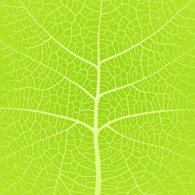 Leaf vein texture abstract background with close up plant leaf cells ornament texture pattern.