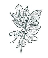 black and white hand drawing of an apple tree branch with leaves vector