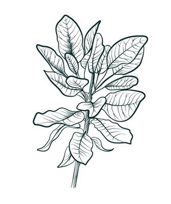 black and white hand drawing of an apple tree branch with leaves