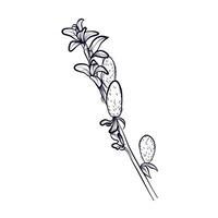 hand drawing of a flowering willow tree branch vector