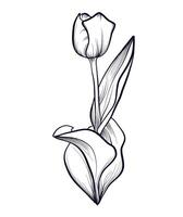 black and white hand-drawn drawing of a tulip flower vector