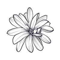 hand drawing of a magnolia flower illustration vector