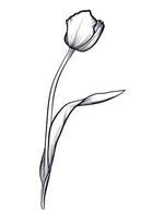 negro y blanco mano dibujado tulipán ilustración vector