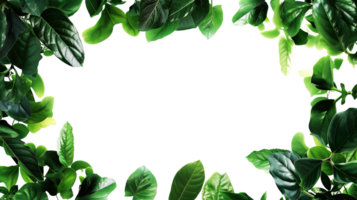 Green leaves wide border with copy space png