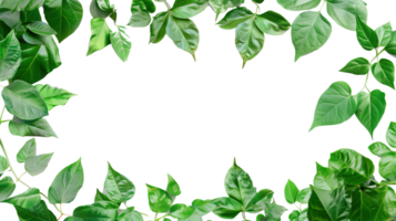 Green leaves wide border with copy space png