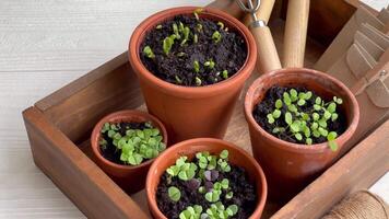 Pots with various vegetables seedlings. video