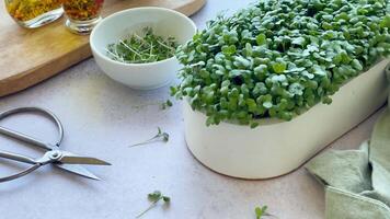 Containers with radish green microgreen sprouts on table. video