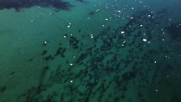 aéreo vista. claro mar con hielo témpanos en el superficie video