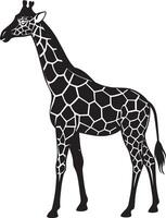 Giraffe. illustration Isolated on white background. vector