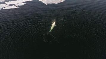 Aerial. a white whale swims surrounded by a spotted seal video