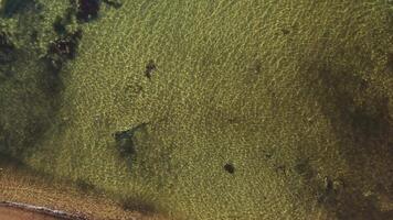 un dramático aéreo ver de un playa con olas estrellarse en el apuntalar y un tiburón nadando en el cuerpo de agua. maravilloso imágenes capturas el belleza y peligro de el Oceano video