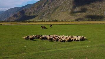 aéreo Visão do uma rebanho do ovelha corrida através uma Prado dentro uma verde vale video