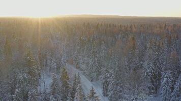 växtfylld landskap med Sol lysande genom snötäckt träd video