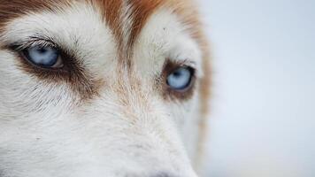 SLOW MOTION Closeup view of Siberian Husky with beautiful blue eyes video