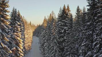 Einfrieren Himmel trifft schneebedeckt Lärche Bäume im ein natürlich Landschaft video