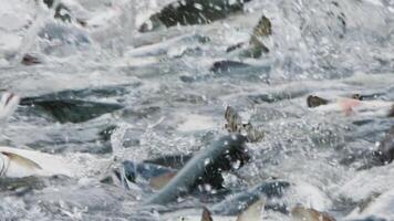 A slow motion shot of pink salmon splashing in a fishing net video