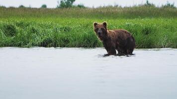 une marron ours est patauger dans le l'eau près une herbeux champ video